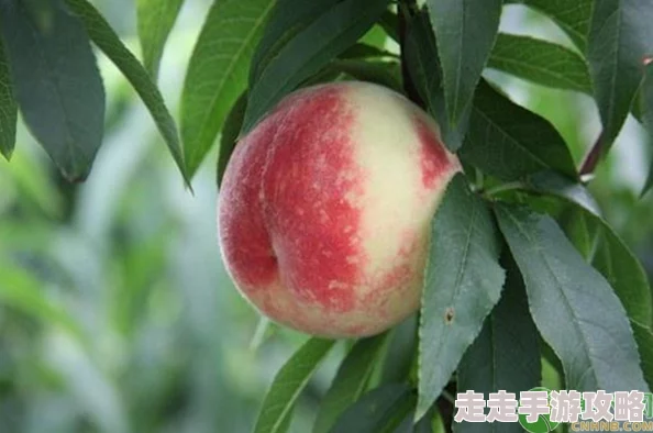 日本水蜜桃品种岭风迎来丰收季，果农分享栽培经验与市场前景分析
