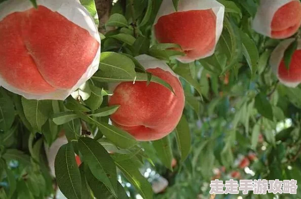 日本水蜜桃品种岭风迎来丰收季，果农分享栽培经验与市场前景分析
