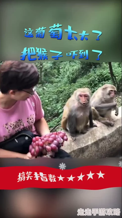 二人生猴子视频引发热议，网友纷纷讨论其背后的故事与意义