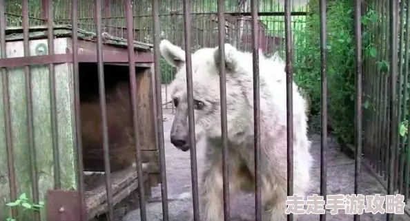 犬交经历曝光违反动物保护法行为虐待动物将受到法律严惩 犬交经历曝光违反动物保护法行为虐待动物将受到法律严惩