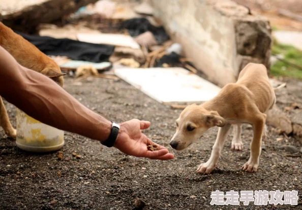 犬交经历曝光违反动物保护法行为虐待动物将受到法律严惩 犬交经历曝光违反动物保护法行为虐待动物将受到法律严惩