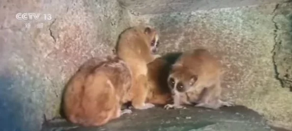 犬交经历曝光违反动物保护法行为虐待动物将受到法律严惩 犬交经历曝光违反动物保护法行为虐待动物将受到法律严惩