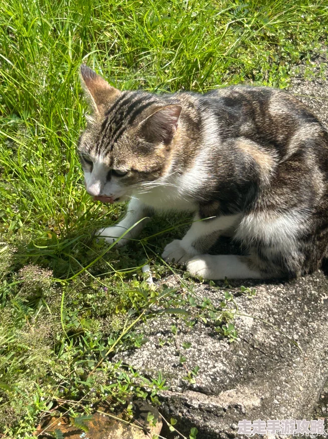 嗯哼好舒服原标题为《午后阳光下的猫咪》纪录片摄制组回应猫咪状态良好