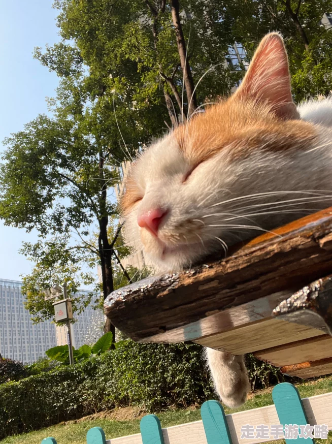 嗯哼好舒服原标题为《午后阳光下的猫咪》纪录片摄制组回应猫咪状态良好