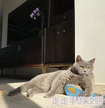 嗯哼好舒服原标题为《午后阳光下的猫咪》纪录片摄制组回应猫咪状态良好