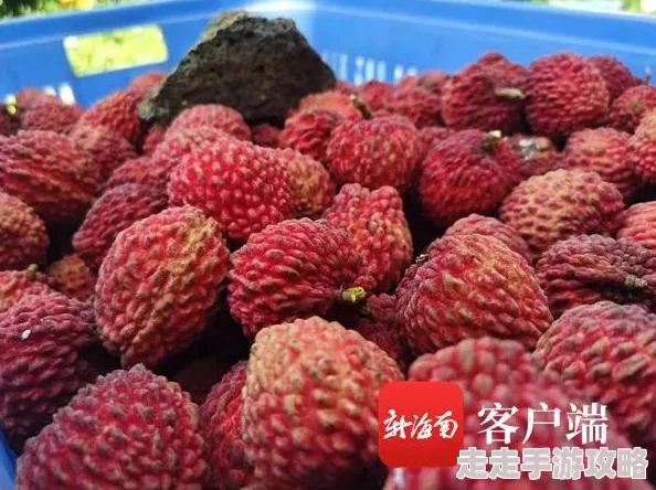 七日世界火山区域金色食谱隐藏位置与获取攻略爆料 七日世界火山区域金色食谱隐藏位置与获取攻略爆料