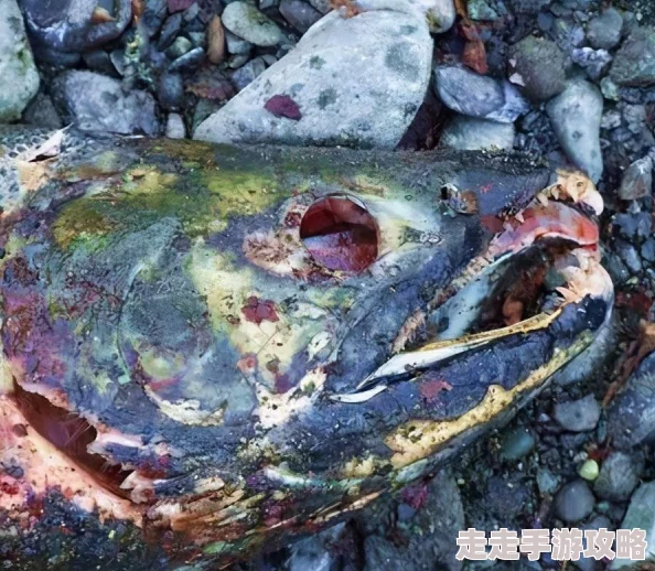 2025年《怪物猎人世界》全食材获取攻略:热门地点及最新获得方法汇总 2025年《怪物猎人世界》全食材获取攻略:热门地点及最新获得方法汇总